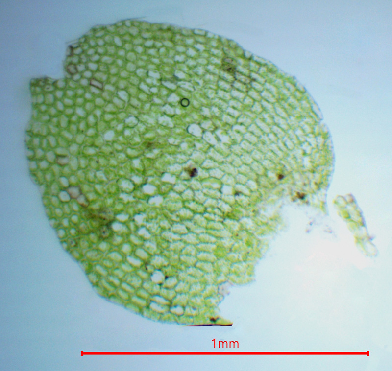 Calypogeia neogaea